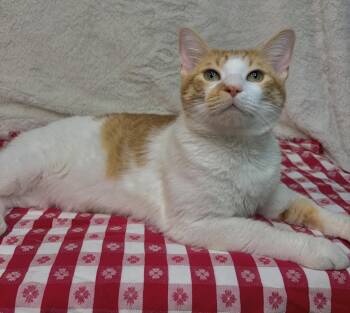 261366  Danny -  Domestic Short Hair Cat for Adoption in Wetumpka, Alabama - 261366  Danny | PetCurious