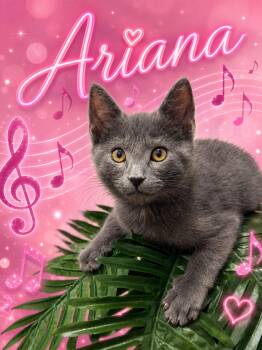 Domestic Short Hair Cats Available for Adoption in Greenville, Delaware - Ariana (FCID# 05/12/2026 - 44 Middletown PS) DC | PetCurious