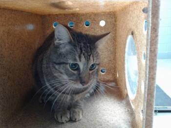 FLOPPY -  Domestic Short Hair Cat for Adoption in Albuquerque, New Mexico - FLOPPY | PetCurious
