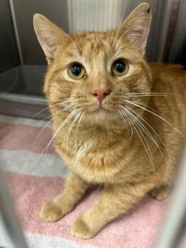 Domestic Short Hair Cats Available for Adoption - NORM | PetCurious