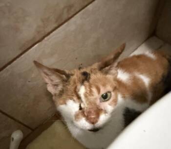 Gertrude -  Domestic Short Hair Cat for Adoption in Wheaton, Illinois - Gertrude | PetCurious