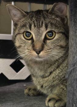 Rescue Domestic Short Hair Cats for Adoption in Erin, Ontario - Boots | PetCurious