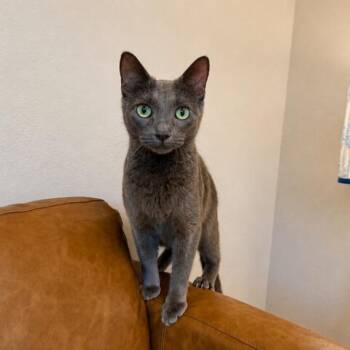 Sara Stargazer -  Russian Blue and Domestic Short Hair Cat for Adoption in Friendswood, Texas - Sara Stargazer | PetCurious