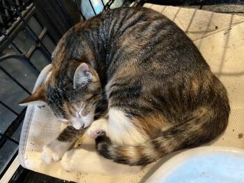 Rescue American Shorthair Cats for Adoption in Pendleton, Oregon - Hilde | PetCurious