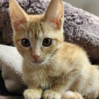 Custard -  Domestic Short Hair Cat for Adoption in Jurupa Valley, California - Custard | PetCurious