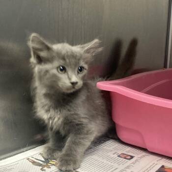 Domestic Long Hair Cats Available for Adoption in Galveston, Texas - Shorty | PetCurious