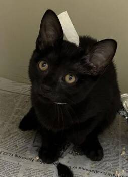 93869A Moon-PetSmart North Charleston -  Domestic Short Hair Cat for Adoption in North Charleston, South Carolina - 93869A Moon-PetSmart North Charleston | PetCurious