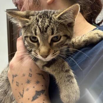 Dream -  Domestic Short Hair Cat for Adoption in Durango, Colorado - Dream | PetCurious
