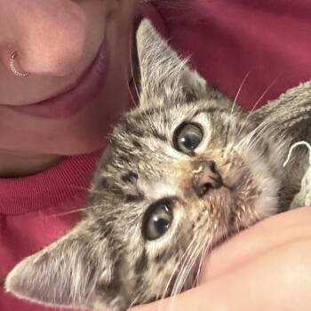 Dobby -  American Wirehair and American Shorthair Cat for Adoption in Mount Vernon, Illinois - Dobby | PetCurious