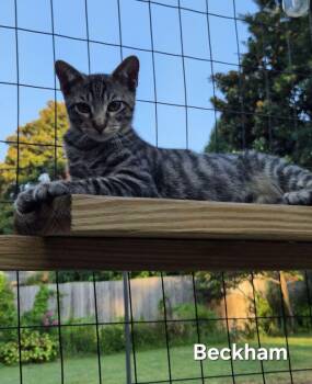 Beckham (and Padric) -  Tabby and Domestic Short Hair Cat for Adoption in Tulsa, Oklahoma - Beckham (and Padric) | PetCurious