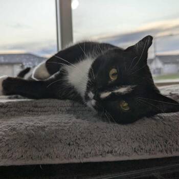 Rescue Domestic Short Hair Cats for Adoption in Sioux Falls, South Dakota - Charli | PetCurious