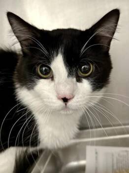 Domestic Medium Hair Cats Available for Adoption in Wichita, Kansas - Cutie | PetCurious