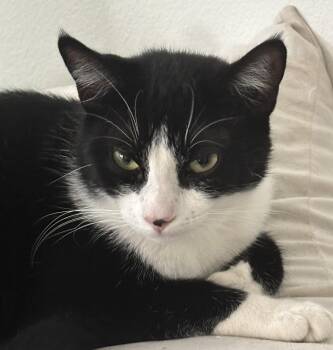 Tuxedo and Domestic Short Hair Cats Available for Adoption in Mission Viejo, California - Marshmallow | PetCurious