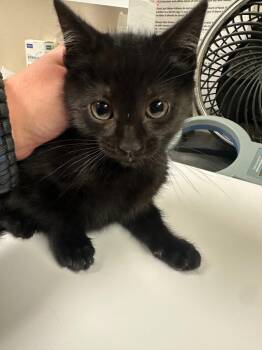 Domestic Short Hair Cats Available for Adoption in Blountville, Tennessee - Ava | PetCurious