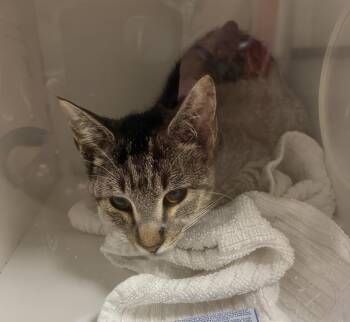 Yam -  Domestic Short Hair Cat for Adoption in Nashville, Tennessee - Yam | PetCurious
