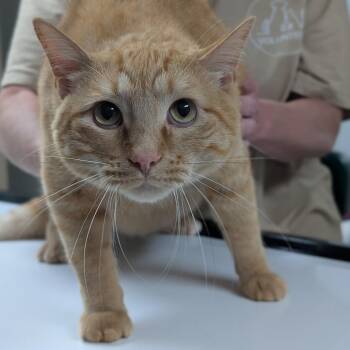 Pumpkin -  Domestic Short Hair Cat for Adoption in Canton, Illinois - Pumpkin | PetCurious