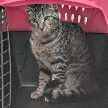 Domestic Short Hair Cats Available for Adoption in Lynchburg, Virginia - Sassy | PetCurious