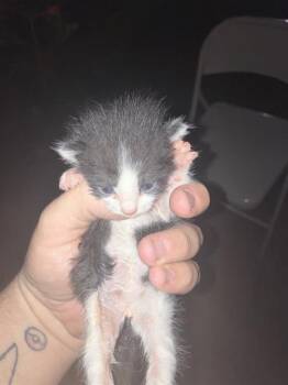 Domestic Medium Hair Cats Available for Adoption in Dallas, Texas - BOBBI | PetCurious