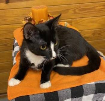 Rescue Tuxedo Cats for Adoption in Southern Pines, North Carolina - St. Catherine | PetCurious