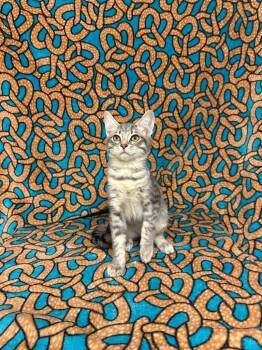 Terracotta -  Tabby Cat for Adoption in Newberg, Oregon - Terracotta | PetCurious
