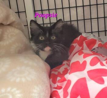 Poopsy -  Domestic Medium Hair Cat for Adoption in Diamond Springs, California - Poopsy | PetCurious