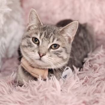 Rescue Domestic Short Hair Cats for Adoption in Fairfax Station, Virginia - Erica | PetCurious