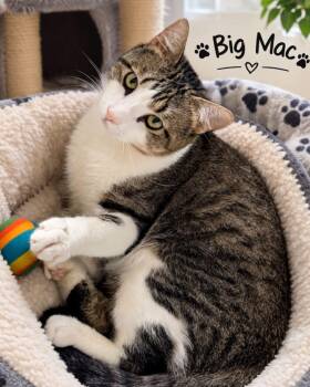 Big Mac -  Tabby and Domestic Short Hair Cat for Adoption in Fort Worth, Texas - Big Mac | PetCurious