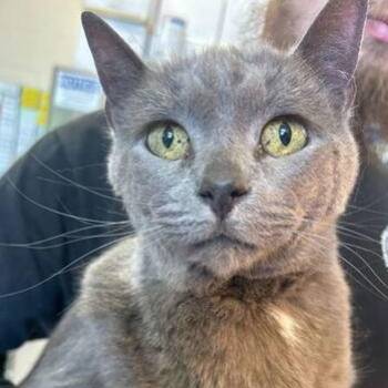 Domestic Short Hair Cats Available for Adoption in Elyria, Ohio - Baddie | PetCurious