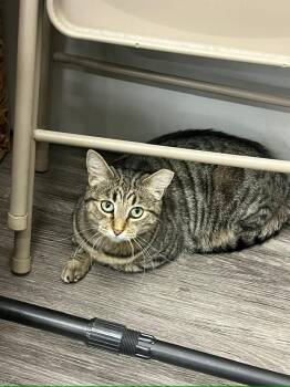 Rescue Domestic Short Hair Cats for Adoption in Cleveland, Ohio - Ziti | PetCurious