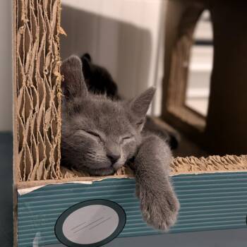 Domestic Short Hair Cats Available for Adoption - Ee [seafoam Collar] | PetCurious