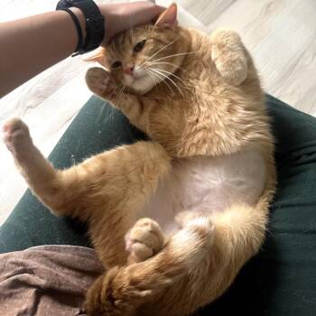 Domestic Short Hair Cats Available for Adoption in Granville, Ohio - Peter | PetCurious