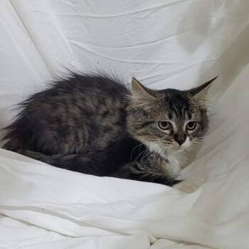 Baby Kitty -  Domestic Long Hair Cat for Adoption in Traverse City, Michigan - Baby Kitty | PetCurious