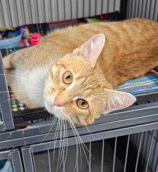 Domestic Short Hair Cats Available for Adoption in Washington Court House, Ohio - Uni | PetCurious
