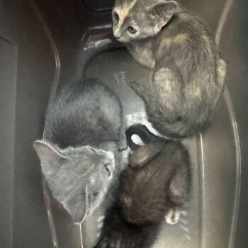 Squints -  Domestic Short Hair Cat for Adoption in Kingman, Arizona - Squints | PetCurious