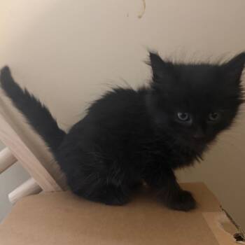 Adelaide (Available 6/11) -  Domestic Long Hair and Domestic Short Hair Cat for Adoption in Silver Spring, Maryland - Adelaide (Available 6/11) | PetCurious