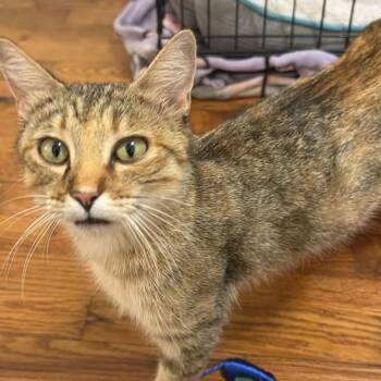 Priscilla -  Domestic Short Hair Cat for Adoption in Granby, Missouri - Priscilla | PetCurious