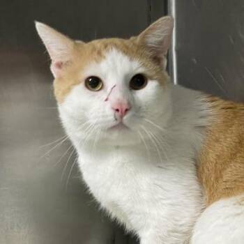 Domestic Short Hair Cats Available for Adoption in Fort Worth, Texas - Chatter | PetCurious