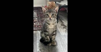 Roo -  Domestic Short Hair Cat for Adoption in Ruskin, Florida - Roo | PetCurious