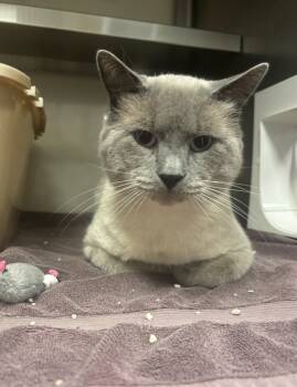 Rescue Siamese Cats for Adoption in Liverpool, New York - Frank | PetCurious