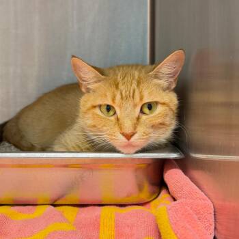 Chelsea -  Domestic Short Hair Cat for Adoption in Englewood, Florida - Chelsea | PetCurious