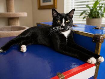 Beefy -  Domestic Short Hair Cat for Adoption in Rio Linda, California - Beefy | PetCurious