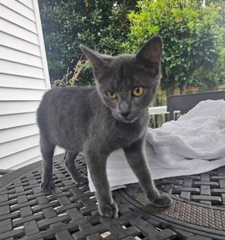 Rescue Domestic Short Hair Cats for Adoption in Rutherfordton, North Carolina - Gracie | PetCurious