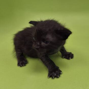 TXAC-Stray-20125 -  Siamese and Domestic Short Hair Cat for Adoption in Portland, Texas - TXAC-Stray-20125 | PetCurious