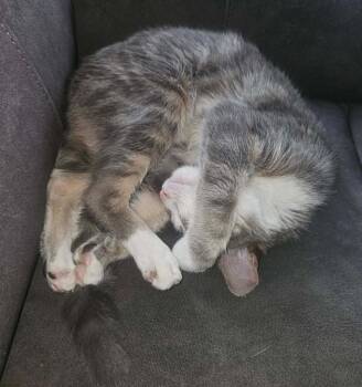 Ember -  Domestic Short Hair Cat for Adoption in Defiance, Ohio - Ember | PetCurious