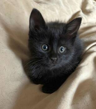 American Shorthair Cats Available for Adoption - Gumbo | PetCurious