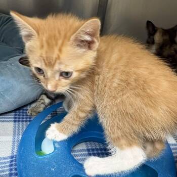 Domestic Short Hair Cats Available for Adoption in Gloucester, Virginia - Shaggy | PetCurious