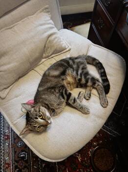 Rescue Domestic Short Hair Cats for Adoption in Nashville, Tennessee - Minerva | PetCurious