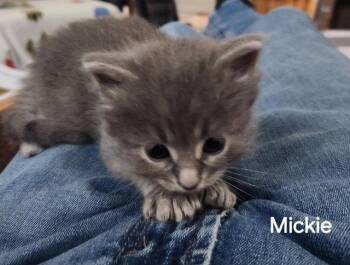 Domestic Short Hair Cats Available for Adoption in Williamsburg, Iowa - Mickie Meowsie (Available Est. 6/5/26) | PetCurious