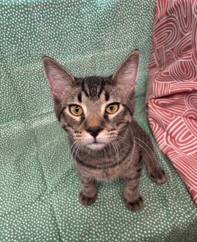 Ziggy -  Domestic Short Hair Cat for Adoption in Omaha, Nebraska - Ziggy | PetCurious