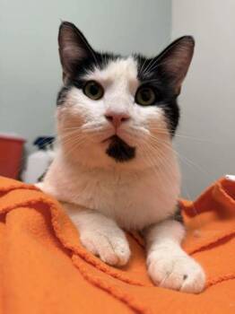 Domestic Short Hair Cats Available for Adoption in Annapolis, Maryland - Peppersito | PetCurious